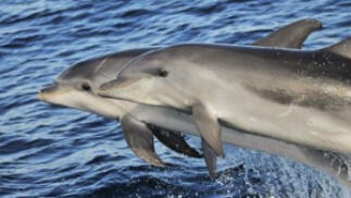 Avistamiento de cetáceos en Tarifa